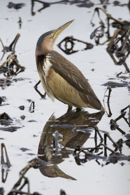 Little Bittern