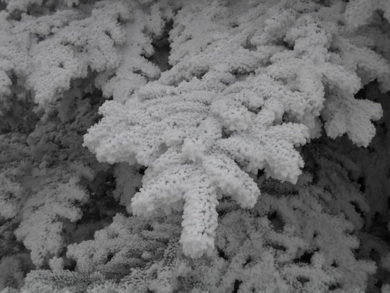 Spruce branch covered with ice