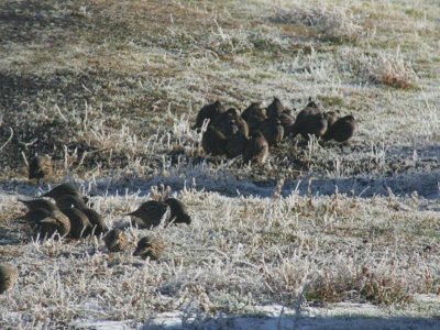 Yard Quail307.JPG