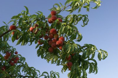  Peaches almost ready