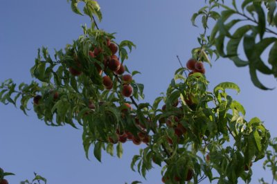 White meat Peaches
