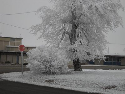 Frozen Cotton wood and stop sign---stop slowly--slick road!!!