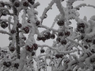 Frozen Crabapples.jpg