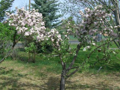 Braburn Apple Tree May 2010