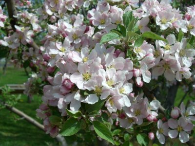 Braburn Apple Blooms 2010