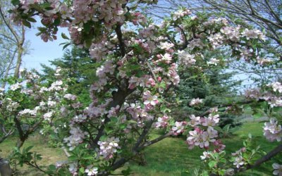Braburn Apple Blooms May 2010