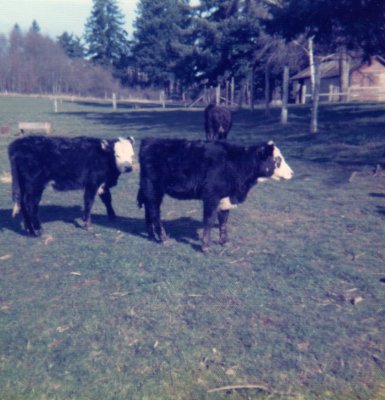 West Linn Cows