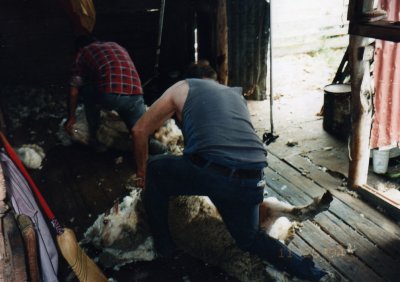 Sheep shearing competition