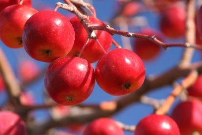 Crabapples up close