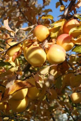 Golden Delicious ready to pick