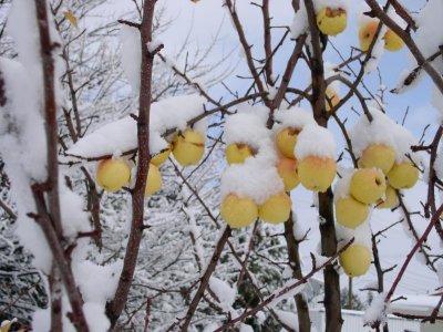 Golden Delicious