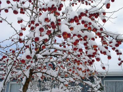 Crabapples topped with a crown of snow.