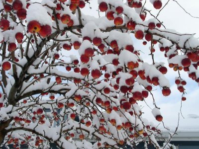 Crabapples