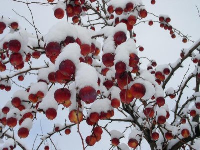 Crabapples up close