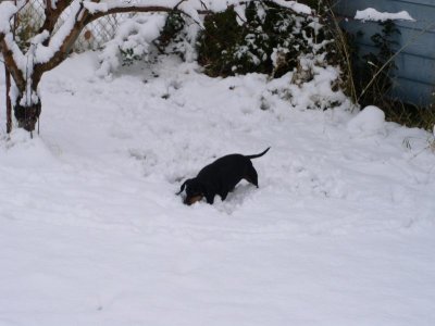Aussie- doin' snowballs
