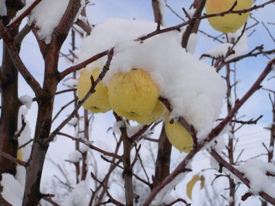 Golden Delicious on ice