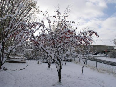 The crabapple tree