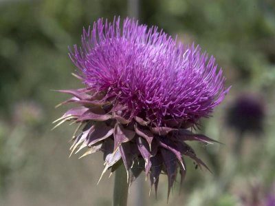 Thistle - yeah we get these also...