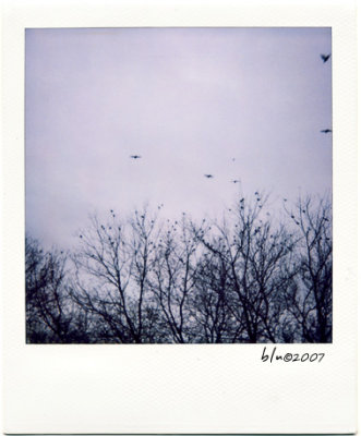 Birds In A Tree