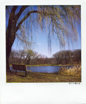 Bench Under Willow Tree