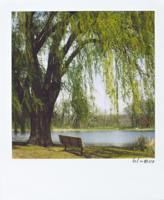 Bench and Willow