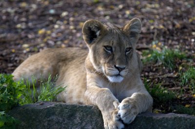 DSC_4239 Lion female