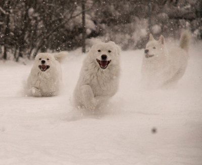 DSC_5270 Snowdogs have fun