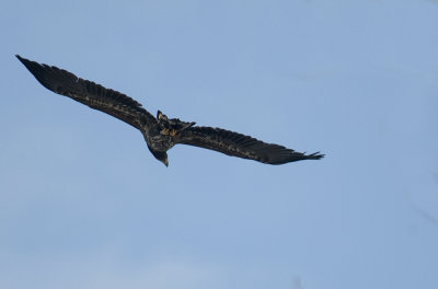 DSC_5773 White-tailed Eagle - Hav rn
