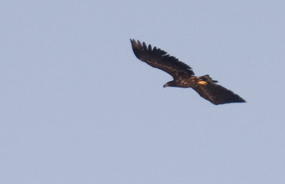 DSC_5783  White tailed Eagle