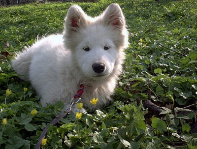 Tahoe puppy.