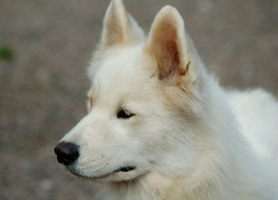 Dakota i profil.