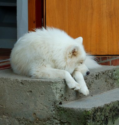 Tahoe on steps.