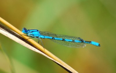 Damsell blue