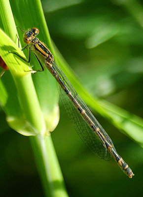 Damsels