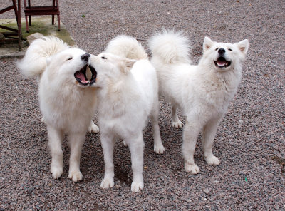 Tahoe Dakota Audi. The singing trio.