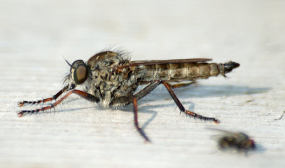 Rov fluen,  robberfly 