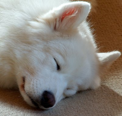 Sleeping snowdog.