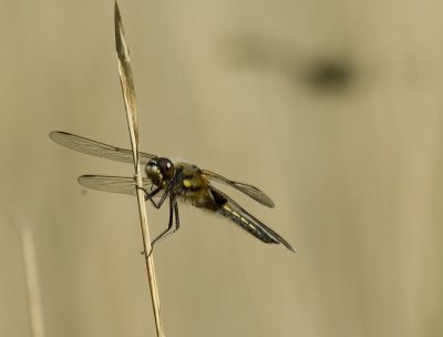 4 Spot dragonfly 10-05-2008