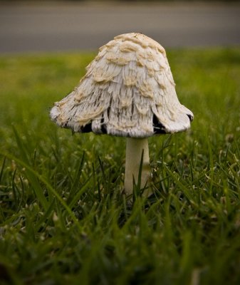 Coprinus Comatus (Shaggy caps or Lawyers Wigs)