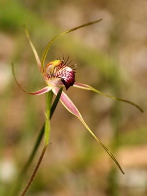 Found in the Western Australian bush