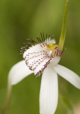 White Spider Orchid