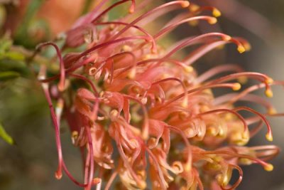 Grevillea Flower