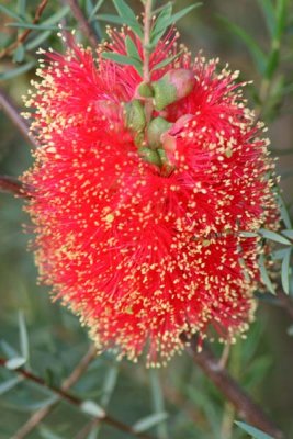 bottlebrush2web.jpg