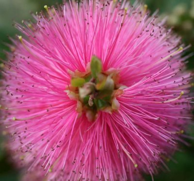 Pink Bottlebrush