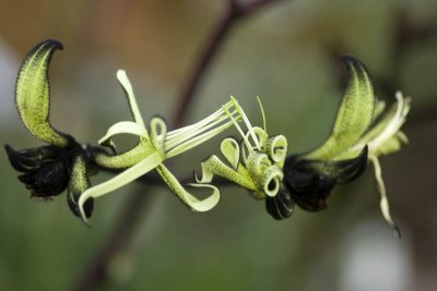 Black Kangaroo Paw2.jpg