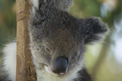 Marapana Wild Life Park