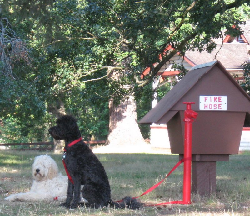 89NewcastlePoodles.jpg