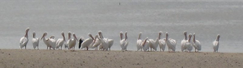 White pelicans, running to 9 feet in wing span; brown cousins dominate.