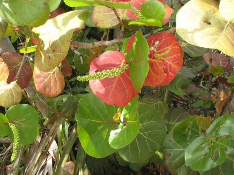 Sea grape, about 3-4 inch leaves, running to several feet tall.  Not salt tolerant.