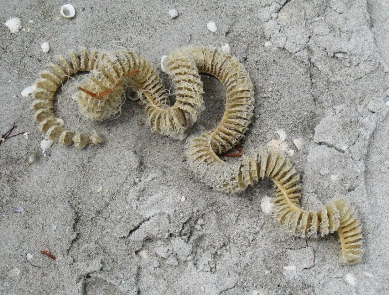 Whelk spiral egg casing, an inch in diameter and 20 inches long, sandy Gulf beach.